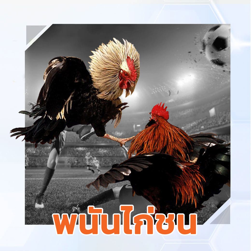 พนันไก่ชน